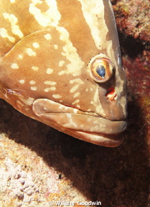 Magic eye on this grouper who was begging for attention. ... by William Goodwin 